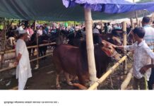 মুকসুদপুরে তীব্র গরমে হাটে গরু কেনাবেচাশুরু, সুস্থ রাখাতে হাত পাখায় বাতাস করছে