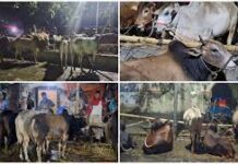 গরুর হাটে বৃষ্টির হানা, বিপাকে ব্যাপারীরা