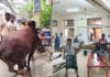কোরবানির পশুর লাথি-গুঁতায় পঙ্গু হাসপাতালে ৩৩ জন, আহত ১৬৮