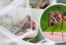 ডেঙ্গুতে আরও ৩ জনের মৃত্যু