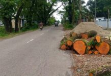 সড়কের ২ হাজার গাছ পানির দামে বিক্রি