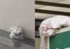 দুই মেট্রো স্টেশনে বোমা আতঙ্ক, বস্তায় পাওয়া গেল জর্দার কৌটা-পান
