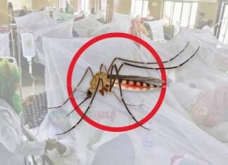ডেঙ্গুতে একদিনে ৫ জনের মৃত্যু, হাসপাতালে ভর্তি ৮৩৯