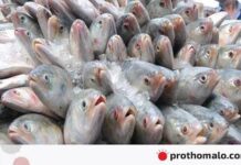 এবারও দুর্গাপূজায় ইলিশ চায় ভারত