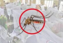 ডেঙ্গুতে আরও ৫ জনের মৃত্য, আক্রান্ত ১১১০