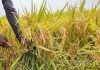 ঘূর্ণিঝড়ের শঙ্কা, আগাম ধান কাটার পরামর্শ