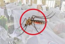 ডেঙ্গুতে আক্রান্ত এক লাখ ছাড়াল