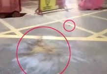 প্রধানমন্ত্রীর কার্যালয়ের সামনে ককটেল বিস্ফোরণ, দুইজনকে খুঁজছে পুলিশ